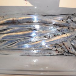 アジアマリンサービス 釣果