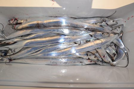 アジアマリンサービス 釣果