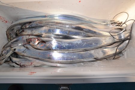 アジアマリンサービス 釣果