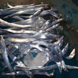 アジアマリンサービス 釣果