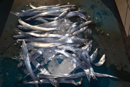 アジアマリンサービス 釣果