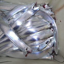 アジアマリンサービス 釣果