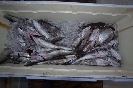 アジアマリンサービス 釣果