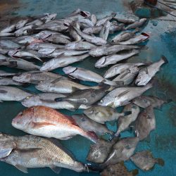 アジアマリンサービス 釣果