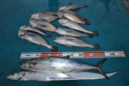 アジアマリンサービス 釣果