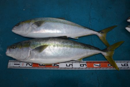 アジアマリンサービス 釣果