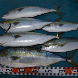 アジアマリンサービス 釣果