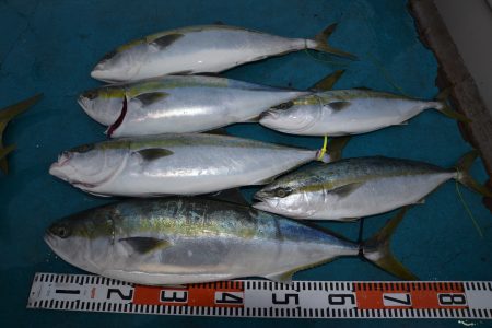 アジアマリンサービス 釣果