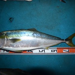 アジアマリンサービス 釣果