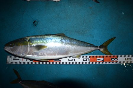 アジアマリンサービス 釣果