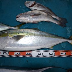 アジアマリンサービス 釣果