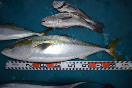 アジアマリンサービス 釣果