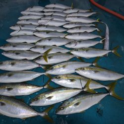 アジアマリンサービス 釣果