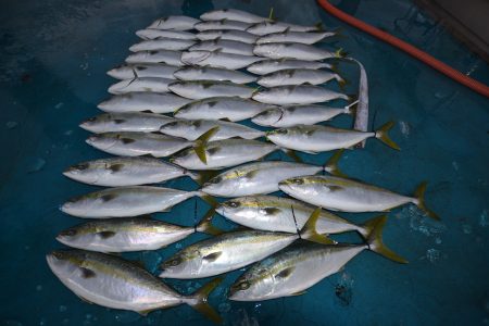 アジアマリンサービス 釣果