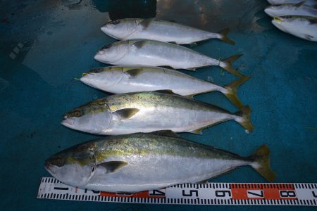 アジアマリンサービス 釣果