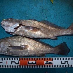 アジアマリンサービス 釣果