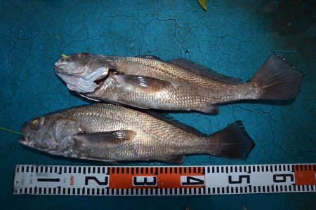 アジアマリンサービス 釣果