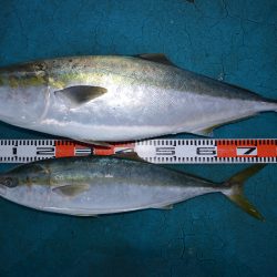 アジアマリンサービス 釣果