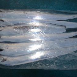 アジアマリンサービス 釣果