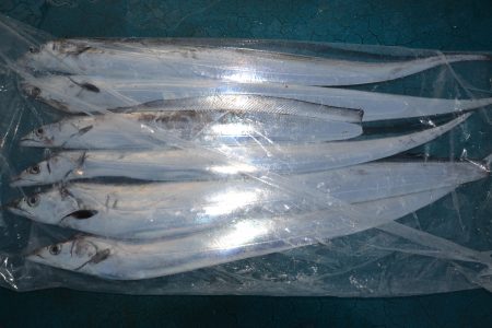 アジアマリンサービス 釣果