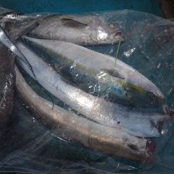 アジアマリンサービス 釣果