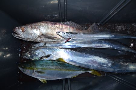 アジアマリンサービス 釣果