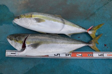 アジアマリンサービス 釣果