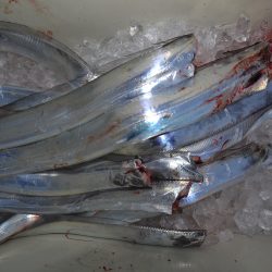 アジアマリンサービス 釣果