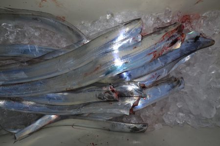 アジアマリンサービス 釣果