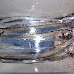 アジアマリンサービス 釣果