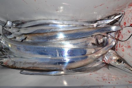 アジアマリンサービス 釣果