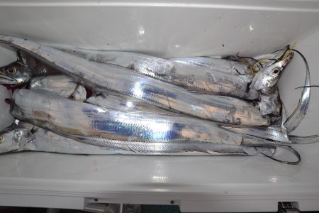 アジアマリンサービス 釣果