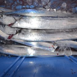 アジアマリンサービス 釣果