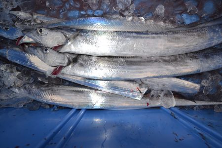 アジアマリンサービス 釣果