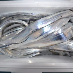 アジアマリンサービス 釣果