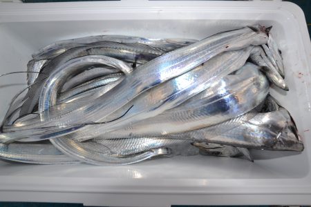 アジアマリンサービス 釣果