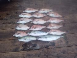 由良海上釣り堀 海人 釣果