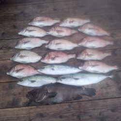 由良海上釣り堀 海人 釣果