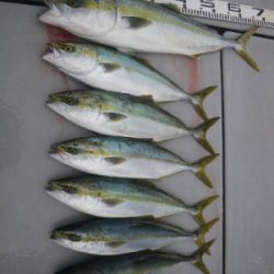 磯部釣船 直栄丸 釣果