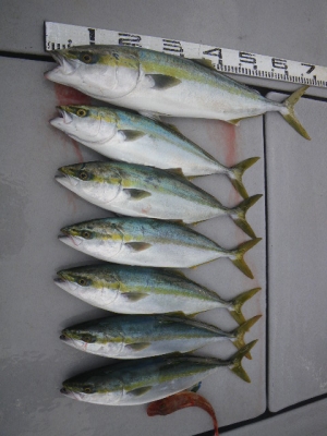 磯部釣船 直栄丸 釣果