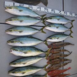 磯部釣船 直栄丸 釣果