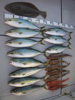 磯部釣船 直栄丸 釣果