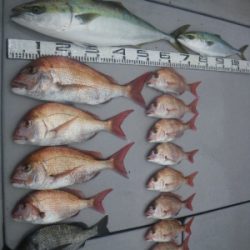 磯部釣船 直栄丸 釣果