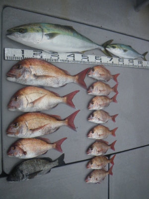 磯部釣船 直栄丸 釣果