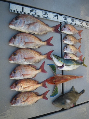 磯部釣船 直栄丸 釣果