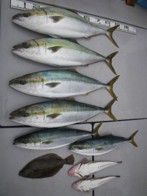 磯部釣船 直栄丸 釣果