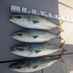 磯部釣船 直栄丸 釣果