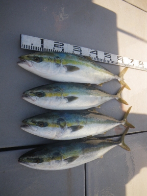 磯部釣船 直栄丸 釣果