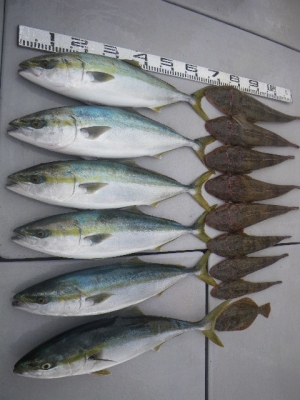 磯部釣船 直栄丸 釣果