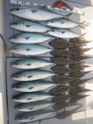 磯部釣船 直栄丸 釣果